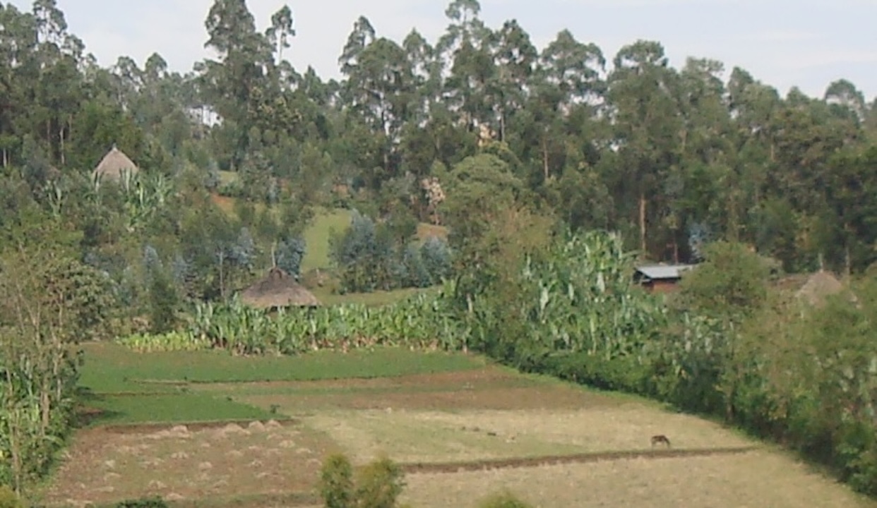 Ethiopia fields