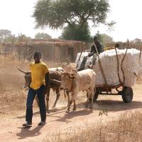 Photo of young men with cotton cart