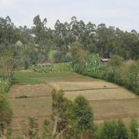 Ethiopian fields