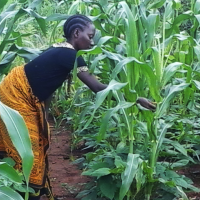Photo of woman in maize field